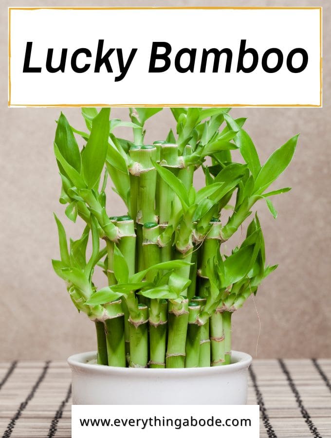 Lucky Bamboo (Dracaena sanderiana)